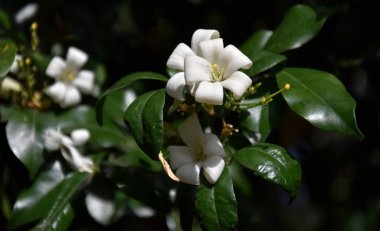 Turuncu Jessamine 'in beyaz çiçekleri. Murraya paniculata, Jasminul portocal (Murraya exotica, Chalcas paniculata sau Chalcas exotica), yeşil çalı yakın çekim.