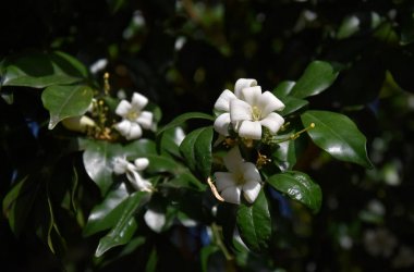 Turuncu Jessamine 'in beyaz çiçekleri. Murraya paniculata, Jasminul portocal (Murraya exotica, Chalcas paniculata sau Chalcas exotica), yeşil çalı yakın çekim.