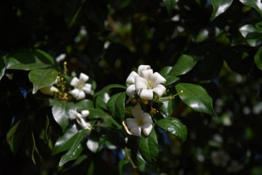 Turuncu Jessamine 'in beyaz çiçekleri. Murraya paniculata, Jasminul portocal (Murraya exotica, Chalcas paniculata sau Chalcas exotica), yeşil çalı yakın çekim.