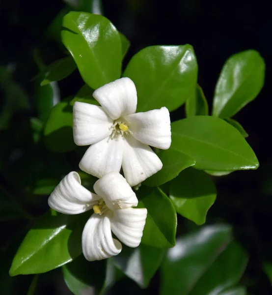 Flores Blancas Jessamina Naranja Murraya Paniculata Jasminul Portocal Murraya Exotica —  Fotos de Stock