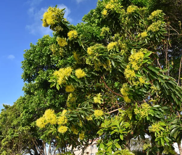 Hermosas Flores Esponjosas Eucalipto Una Rama Cerca Flores Amarillas Gomera —  Fotos de Stock