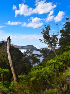 Blue Mountains, Avustralya'da Jamison ve Megalong vadilerini bölen Narrowneck platosunun manzara manzarası