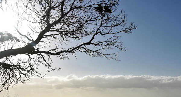 Δέντρο Κλαδιά Σιλουέτα Διαφανές Φόντο Ουρανού — Φωτογραφία Αρχείου