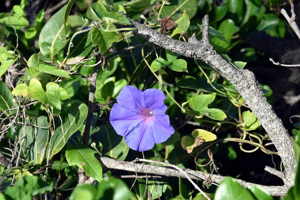 Keçi Ayak Creeper Çiçekler Veya Seaside Morning Glory Çiçekler — Stok fotoğraf