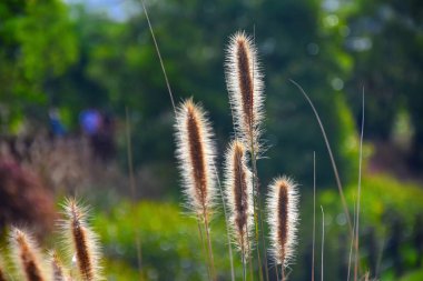 Güneş ışığı yerli Avustralya çim Bataklık Foxtail tüylü çiçek başları ile parlayan, Cenchrus purpurascens