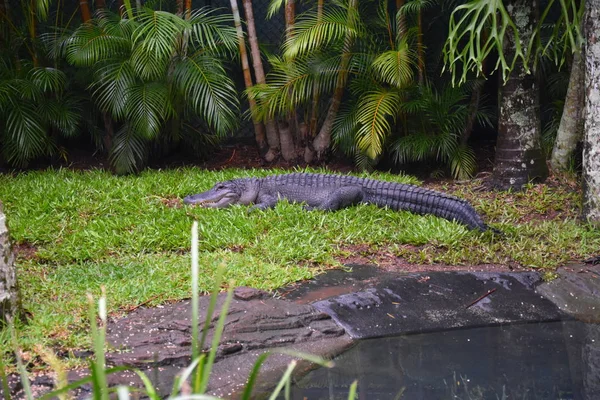 Beerwah Avustralya Nisan 2019 Queensland Sunshine Coast Avustralya Hayvanat Bahçesi — Stok fotoğraf