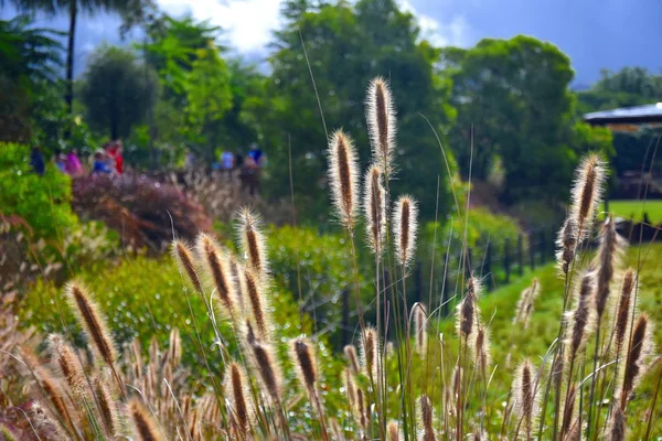 Luz Del Sol Brillando Través Cabezas Flores Emplumadas Hierba Nativa — Foto de Stock