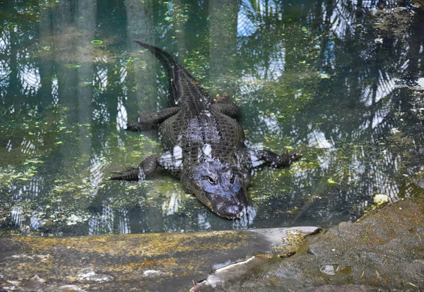 Beerwah Australia Aprile 2019 Australia Zoo Nel Queensland Sulla Sunshine — Foto Stock