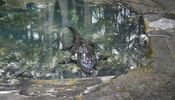 Beerwah Australia Aprile 2019 Australia Zoo Nel Queensland Sulla Sunshine — Foto Stock