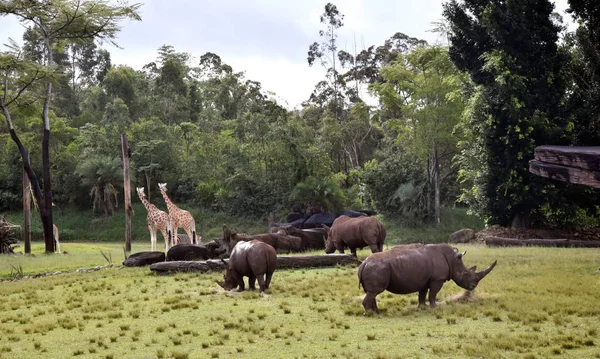 Беа Австралія Квітня 2019 Австралійський Зоопарк Квінсленд Sunshine Coast — стокове фото