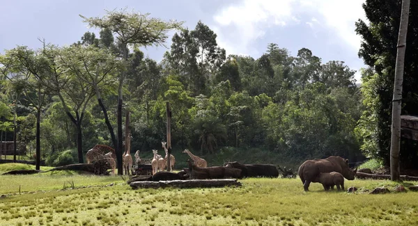 Beerwah Austrálie Duben 2019 Australská Zoo Queenslandu Slunečním Pobřeží — Stock fotografie