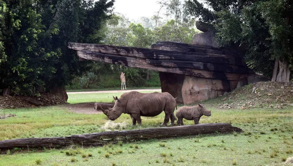 Beerwah Australia Abril 2019 Zoológico Australia Queensland Sunshine Coast — Foto de Stock