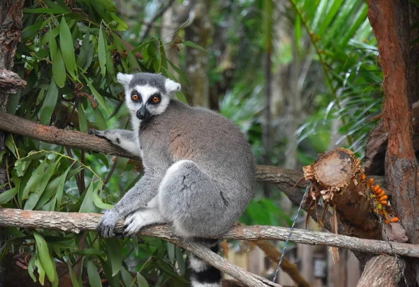 Μπιρουα Αυστραλία Απρ 2019 Ζωολογικός Κήπος Αυστραλίας Στο Κουίνσλαντ Στην — Φωτογραφία Αρχείου