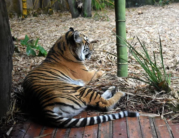 Beerwah Australia Apr 2019 Australia Zoo Queensland Sunshine Coast — Stock Photo, Image