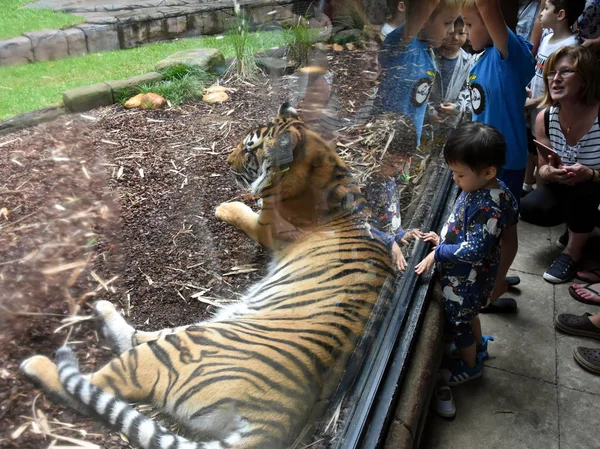 Beerwah Austrália Abril 2019 Zoológico Austrália Queensland Sunshine Coast — Fotografia de Stock