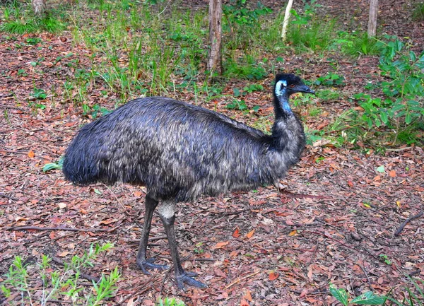 Beerwah Australia Kwietnia 2019 Australia Zoo Queensland Sunshine Coast — Zdjęcie stockowe