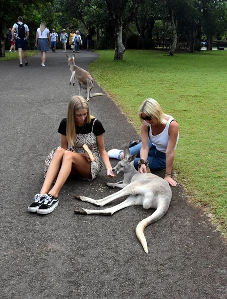 Beerwah Australia Aprile 2019 Australia Zoo Nel Queensland Sulla Sunshine — Foto Stock