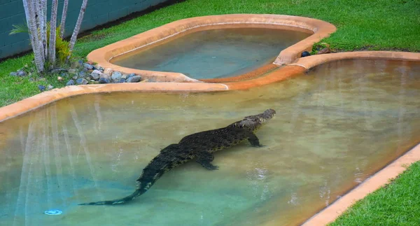 Beerwah Australia Aprile 2019 Australia Zoo Nel Queensland Sulla Sunshine — Foto Stock