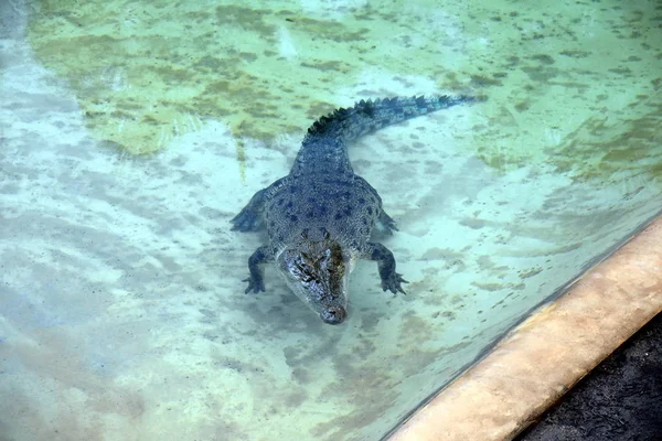 Beerwah Australia Aprile 2019 Australia Zoo Nel Queensland Sulla Sunshine — Foto Stock