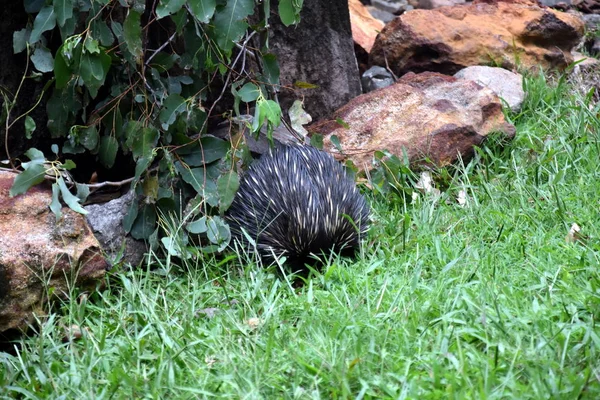 Beerwah Australia Apr 2019 Australia Zoo Queensland Sunshine Coast — Stock Photo, Image