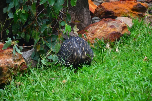 Beerwah Australia Kwietnia 2019 Australia Zoo Queensland Sunshine Coast — Zdjęcie stockowe