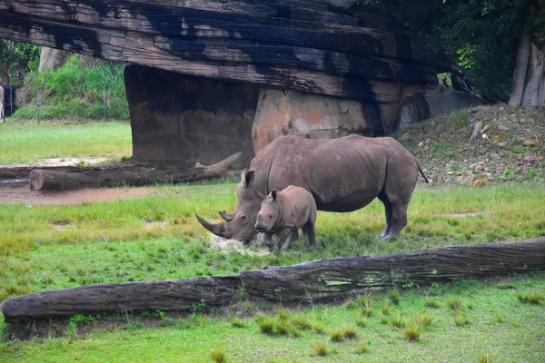 Beerwah Austrália Abril 2019 Zoológico Austrália Queensland Sunshine Coast — Fotografia de Stock