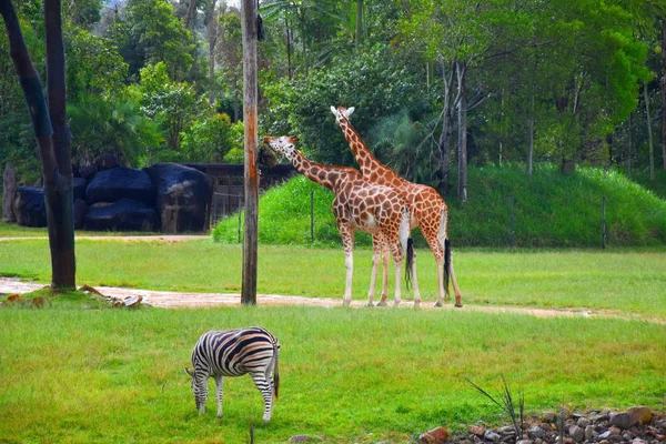 Beerwah Australia Aprile 2019 Australia Zoo Nel Queensland Sulla Sunshine — Foto Stock