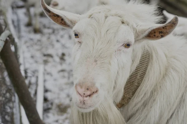 White Goat Spots — Stock Photo, Image