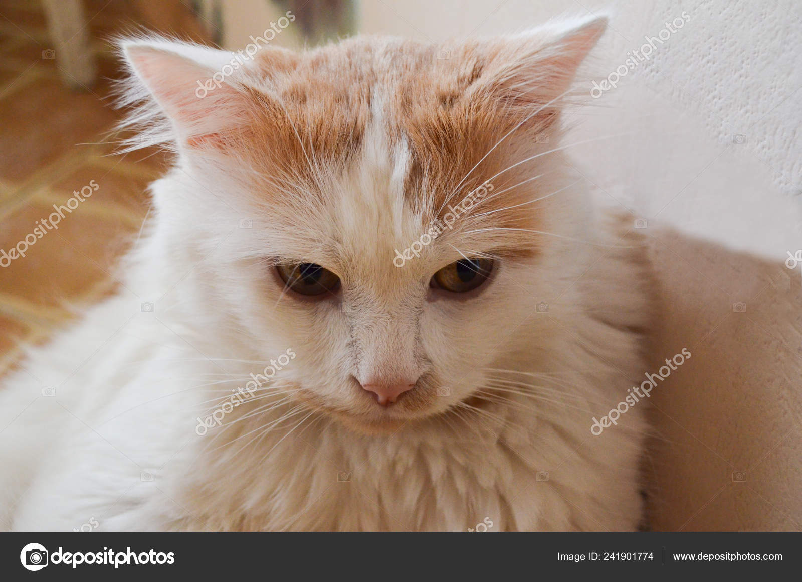 Chat Fluffy Blanc Avec Des Taches Rouges Des Yeux Jaunes
