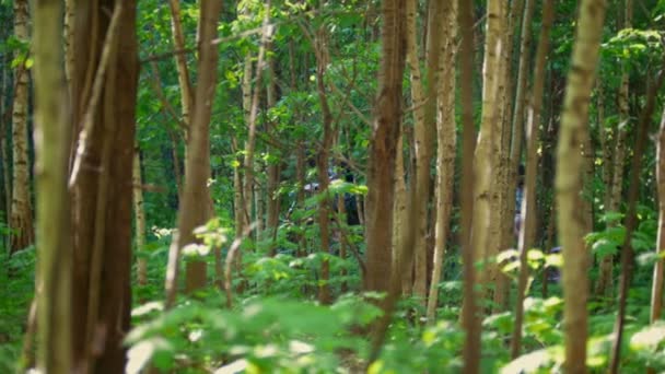 Dois ciclistas fazem o seu caminho através dos ramos na floresta verde em um dia ensolarado — Vídeo de Stock