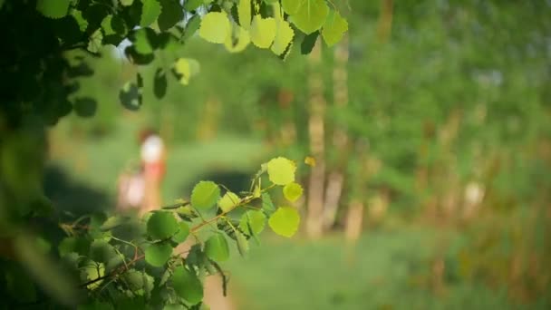 Fa ágai, a szél, a háttérben a fiatal lány lovaglás kerékpárok elmosódott, zöld erdőben, nyári napon — Stock videók