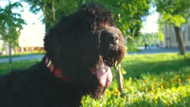 Das Gesicht eines russischen schwarzen Terriers, der Hund rennt zum Besitzer — Stockvideo