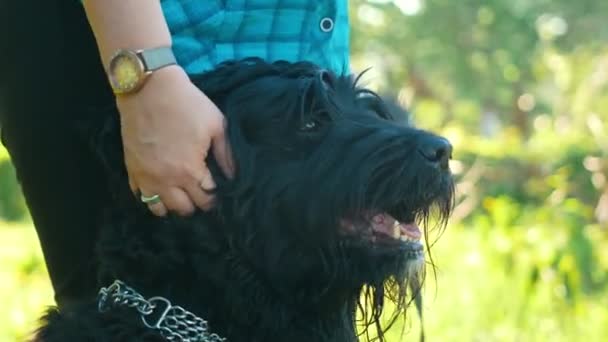 Vrouw krassen achter het oor van zijn hond in park, zomerdag — Stockvideo