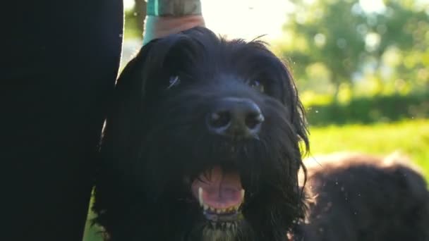 Kutya arc a háttérben, a nap, a kutya, egy séta a parkban — Stock videók
