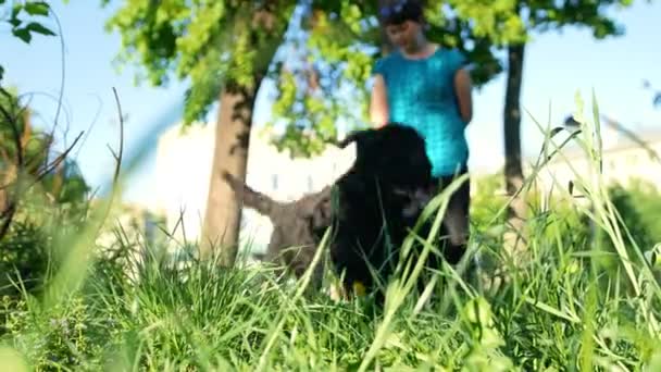 Dos Black Russian Terriers en un paseo con la anfitriona, los perros huyen en diferentes direcciones, el día del sol y el verano — Vídeo de stock