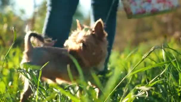 Un perro pequeño está jugando cerca de los pies de una mujer en el parque, día de verano soleado — Vídeos de Stock