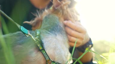 Bir kız okşayarak küçük bir köpek, parlak güneş ışığı, yaz günü