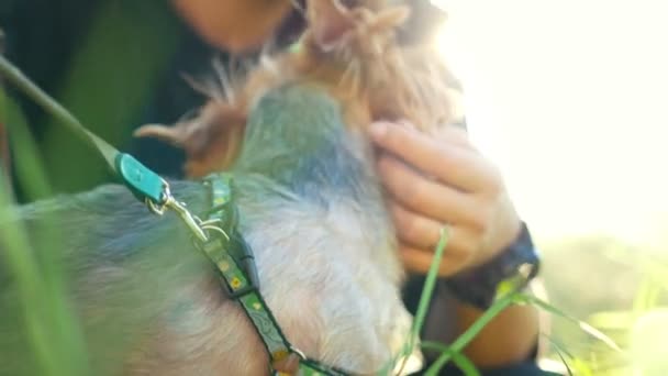 Una chica está acariciando a un perrito, luz del sol brillante, día de verano — Vídeos de Stock