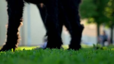 Metresi ayak ve bacaklarda köpek, a korkunç Park çevresinde çalışan kızla