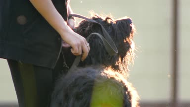 Genç bir kadın büyük köpek kira kontratı tarafından tutar ve görünüşe göre güneşli yaz