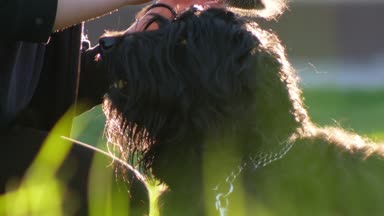 Kız korkunç kafa, toz uçan köpek ile penye