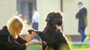 Bir genç kız saç köpek, uçan toz ayak üzerinde tarama parlak, yaz gün, telefoto çekim güneş parlıyor