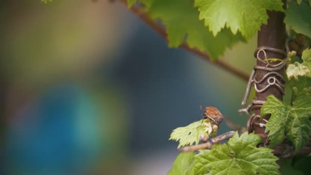 Может жук ползает на листе, на заднем плане девушка поливает сад — стоковое видео