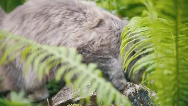Γάτα τρέχει στο χορτάρι, μέσα στην ημέρα, στον κήπο, καλοκαίρι — Αρχείο Βίντεο
