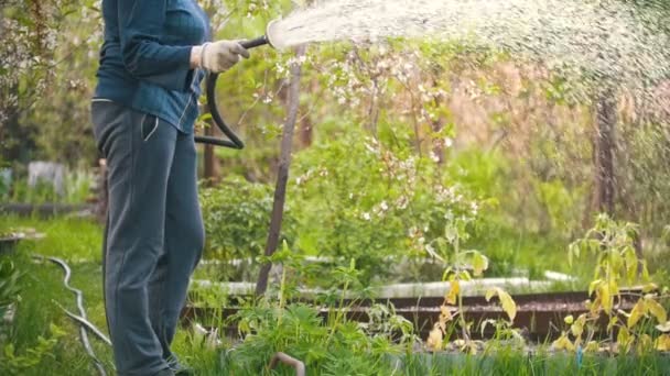 Senior vrouw water een appelboom van een slang, zomerdag in de tuin — Stockvideo