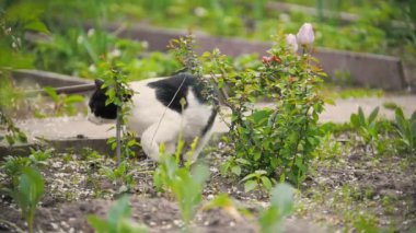 Yaz günü, ağır çekim bahçede su akışı uzak kedi çalışır