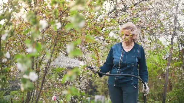 Mormor vattning ett äppelträd från en slang, sommardag i trädgården — Stockvideo