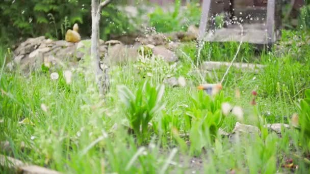 Kočka se bojí vody a skočí do zahrady, letní den — Stock video