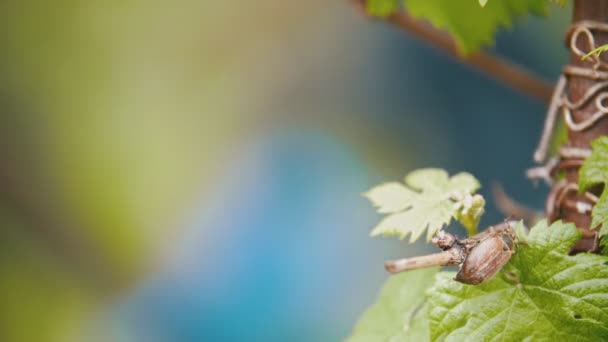 May bug crawling on a leaf, in the background girl watering the garden — Stok Video