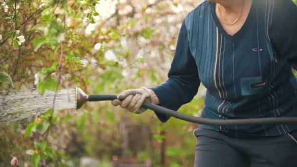 Mulher sênior regar uma árvore de maçã de uma mangueira, dia de verão no jardim — Vídeo de Stock